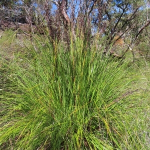 Gahnia sp. at Ku-Ring-Gai Chase, NSW - 27 Apr 2023