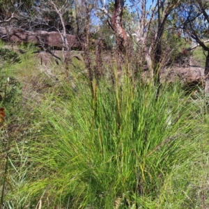 Gahnia sp. at Ku-Ring-Gai Chase, NSW - 27 Apr 2023 10:52 AM