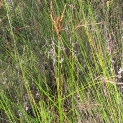 Lepidosperma filiforme (Common Rapier-sedge) at Ku-Ring-Gai Chase, NSW - 27 Apr 2023 by MatthewFrawley