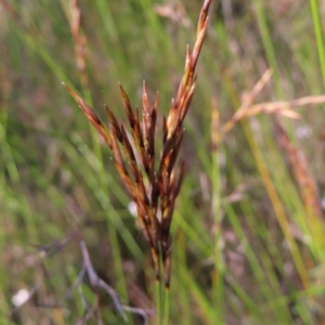 Lepidosperma urophorum at Ku-Ring-Gai Chase, NSW - 27 Apr 2023