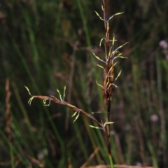 Lepidosperma filiforme at Ku-Ring-Gai Chase, NSW - 27 Apr 2023 10:57 AM