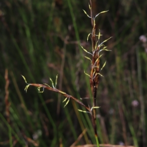 Lepidosperma urophorum at Ku-Ring-Gai Chase, NSW - 27 Apr 2023