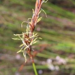 Lepidosperma urophorum at Ku-Ring-Gai Chase, NSW - 27 Apr 2023