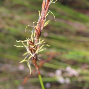 Lepidosperma urophorum at Ku-Ring-Gai Chase, NSW - 27 Apr 2023