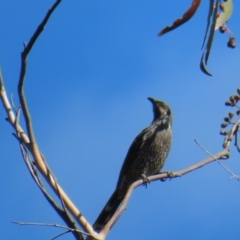 Anthochaera chrysoptera (Little Wattlebird) at Ku-Ring-Gai Chase, NSW - 27 Apr 2023 by MatthewFrawley