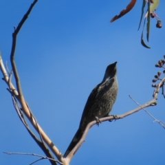 Anthochaera chrysoptera at Ku-Ring-Gai Chase, NSW - 27 Apr 2023