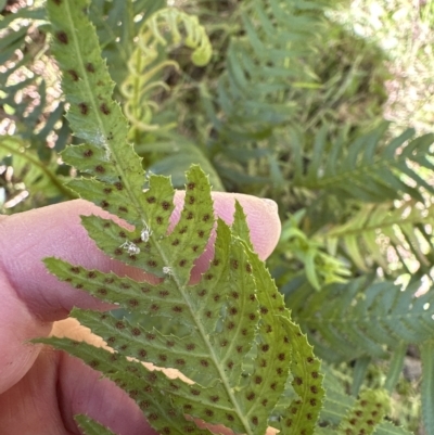 Blechnum neohollandicum (Prickly Rasp Fern) at Kangaroo Valley, NSW - 17 Apr 2023 by lbradley