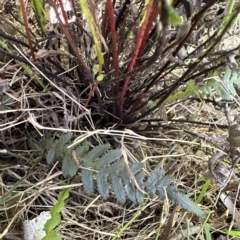 Blechnum neohollandicum at Kangaroo Valley, NSW - suppressed