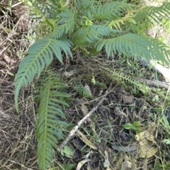 Blechnum neohollandicum at Kangaroo Valley, NSW - suppressed
