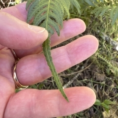 Blechnum neohollandicum at Kangaroo Valley, NSW - suppressed