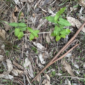 Araujia sericifera at Kangaroo Valley, NSW - 16 Apr 2023