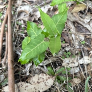 Araujia sericifera at Kangaroo Valley, NSW - 16 Apr 2023