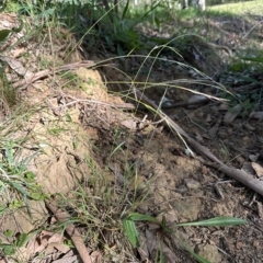 Microlaena stipoides (Weeping Grass) at Kangaroo Valley, NSW - 29 Apr 2023 by lbradley