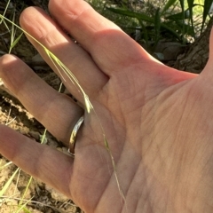 Microlaena stipoides at Kangaroo Valley, NSW - 29 Apr 2023