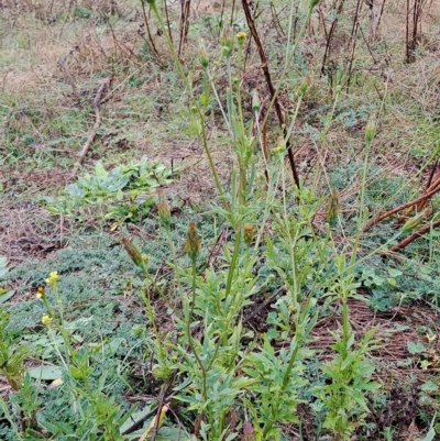 Bidens pilosa (Cobbler's Pegs, Farmer's Friend) at Wanniassa Hill - 29 Apr 2023 by LPadg