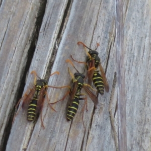 Polistes (Polistes) chinensis at Fyshwick, ACT - 23 Apr 2023 01:07 PM