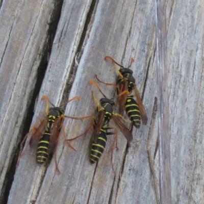 Polistes (Polistes) chinensis (Asian paper wasp) at Jerrabomberra Wetlands - 23 Apr 2023 by Christine