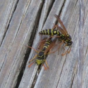 Polistes (Polistes) chinensis at Fyshwick, ACT - 23 Apr 2023 01:07 PM