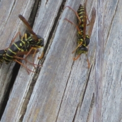 Polistes (Polistes) chinensis at Fyshwick, ACT - 23 Apr 2023