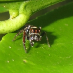 Opisthoncus grassator (Jumping spider) at Flynn, ACT - 22 Apr 2023 by Christine