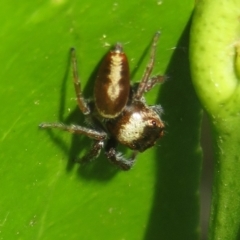 Opisthoncus grassator at Flynn, ACT - 22 Apr 2023 04:31 PM