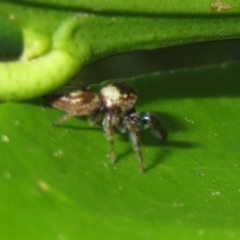 Opisthoncus grassator at Flynn, ACT - 22 Apr 2023 04:31 PM