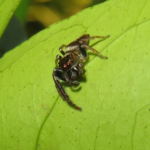 Opisthoncus grassator at Flynn, ACT - 22 Apr 2023