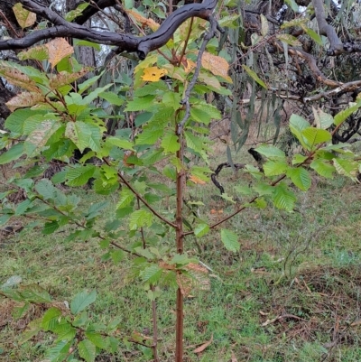 Prunus avium (Cherry) at Fadden, ACT - 29 Apr 2023 by LPadg