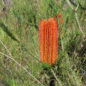 Banksia ericifolia subsp. ericifolia at Ku-Ring-Gai Chase, NSW - 27 Apr 2023