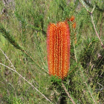 Banksia ericifolia subsp. ericifolia (Heath-leaved Banksia) at Ku-ring-gai Chase National Park - 27 Apr 2023 by MatthewFrawley