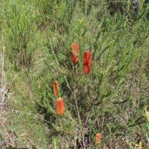 Banksia ericifolia subsp. ericifolia at Ku-Ring-Gai Chase, NSW - 27 Apr 2023