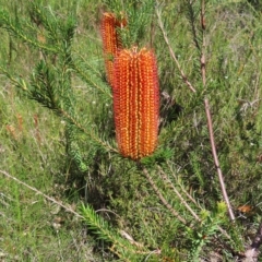 Banksia ericifolia subsp. ericifolia at Ku-Ring-Gai Chase, NSW - 27 Apr 2023 11:02 AM