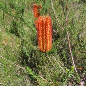 Banksia ericifolia subsp. ericifolia at Ku-Ring-Gai Chase, NSW - 27 Apr 2023