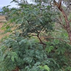 Acacia elata (Mountain Cedar Wattle) at Wanniassa Hill - 29 Apr 2023 by LPadg