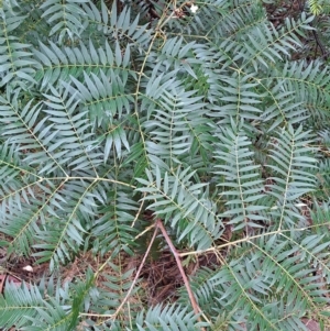 Acacia elata at Fadden, ACT - 29 Apr 2023 10:18 AM