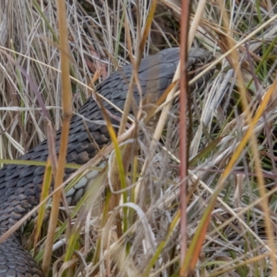 Austrelaps ramsayi (Highlands Copperhead) at Namadgi National Park - 28 Apr 2023 by SWishart