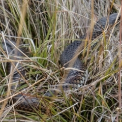 Austrelaps ramsayi at Mount Clear, ACT - 28 Apr 2023