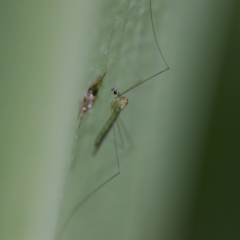 Limoniidae (family) (Unknown Limoniid Crane Fly) at Acton, ACT - 28 Apr 2023 by KorinneM