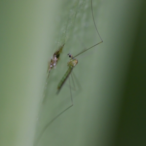 Limoniidae (family) at Acton, ACT - 28 Apr 2023 12:14 PM