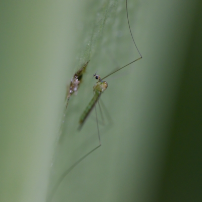 Limoniidae (family) (Unknown Limoniid Crane Fly) at ANBG - 28 Apr 2023 by KorinneM