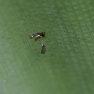 Limoniidae (family) at Acton, ACT - 28 Apr 2023