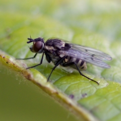 Anthomyiidae (family) (Anthomyiid fly) at Acton, ACT - 28 Apr 2023 by KorinneM