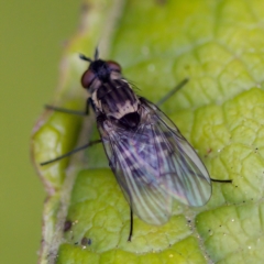 Anthomyiidae (family) at Acton, ACT - 28 Apr 2023