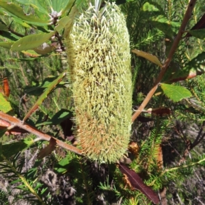 Banksia serrata at Ku-Ring-Gai Chase, NSW - 27 Apr 2023