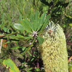 Banksia serrata at Ku-Ring-Gai Chase, NSW - 27 Apr 2023 11:09 AM