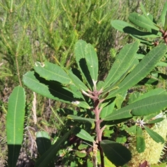 Banksia serrata at Ku-Ring-Gai Chase, NSW - 27 Apr 2023 11:09 AM