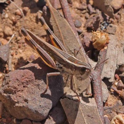 Macrotona australis (Common Macrotona Grasshopper) at Dryandra St Woodland - 25 Apr 2023 by ConBoekel