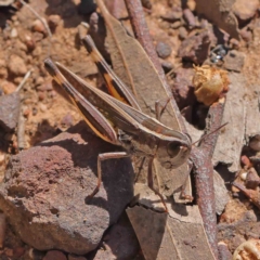 Macrotona australis (Common Macrotona Grasshopper) at O'Connor, ACT - 25 Apr 2023 by ConBoekel