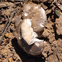 Amanita sp. (Amanita sp.) at O'Connor, ACT - 25 Apr 2023 by ConBoekel