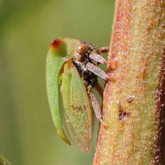 Sextius virescens (Acacia horned treehopper) at Dryandra St Woodland - 25 Apr 2023 by ConBoekel